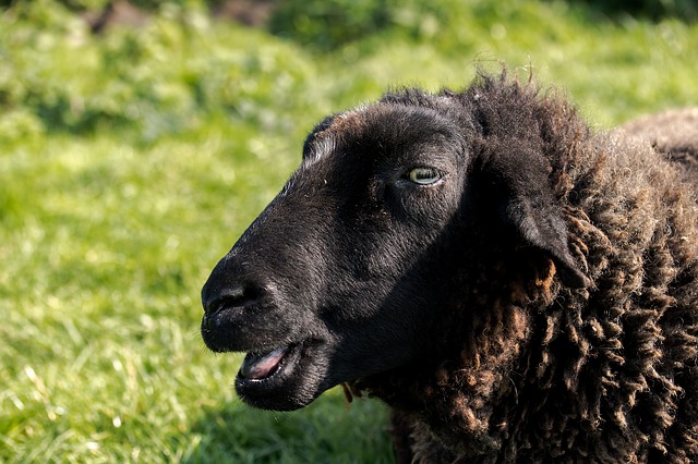 Schwarzes Schaf auf Weide